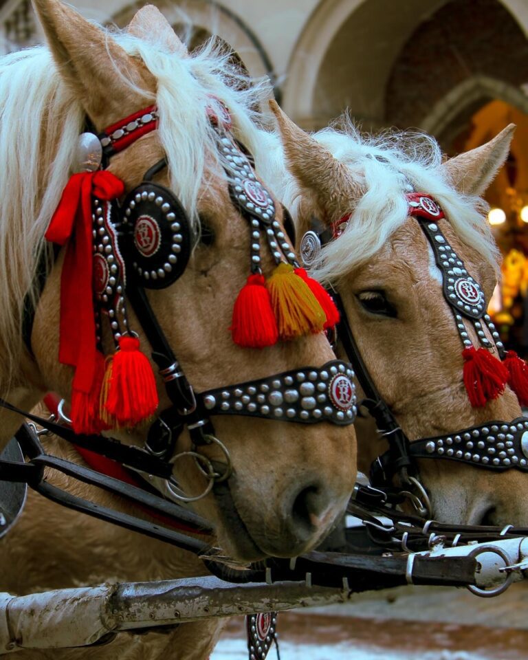 Old Town Krakow Horses