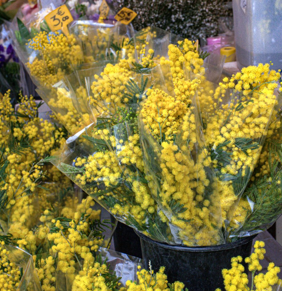 Mimosa on display at a market in Menton, France