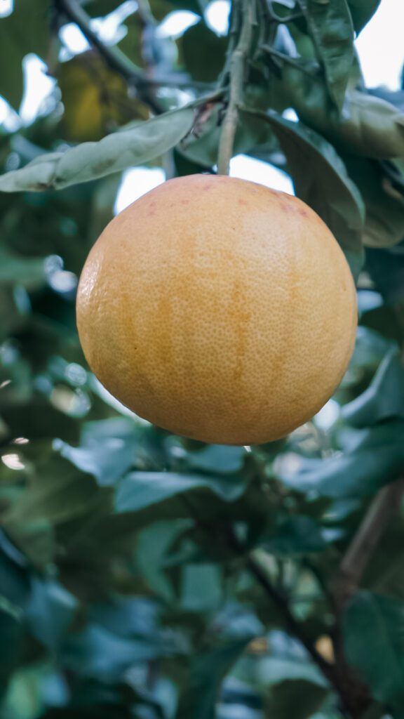 A Citrus Fruit hanging in the gardens of Maison Gannac