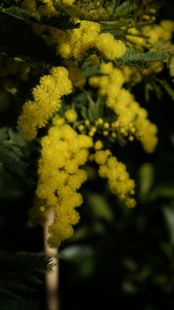 Mimosa leaves hanging low from a tree