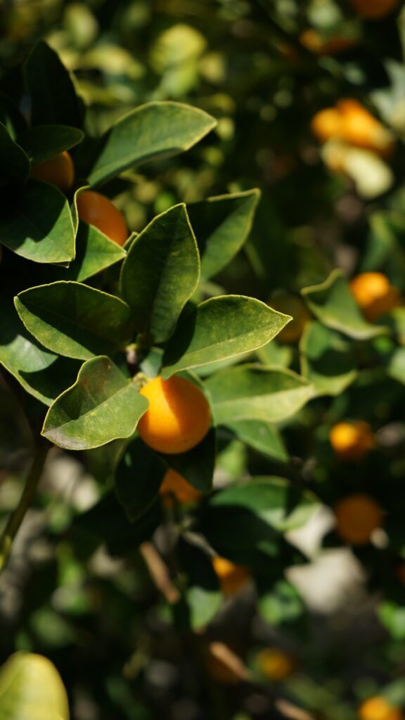 Orange Mandarins hanging from a tree in a nursery