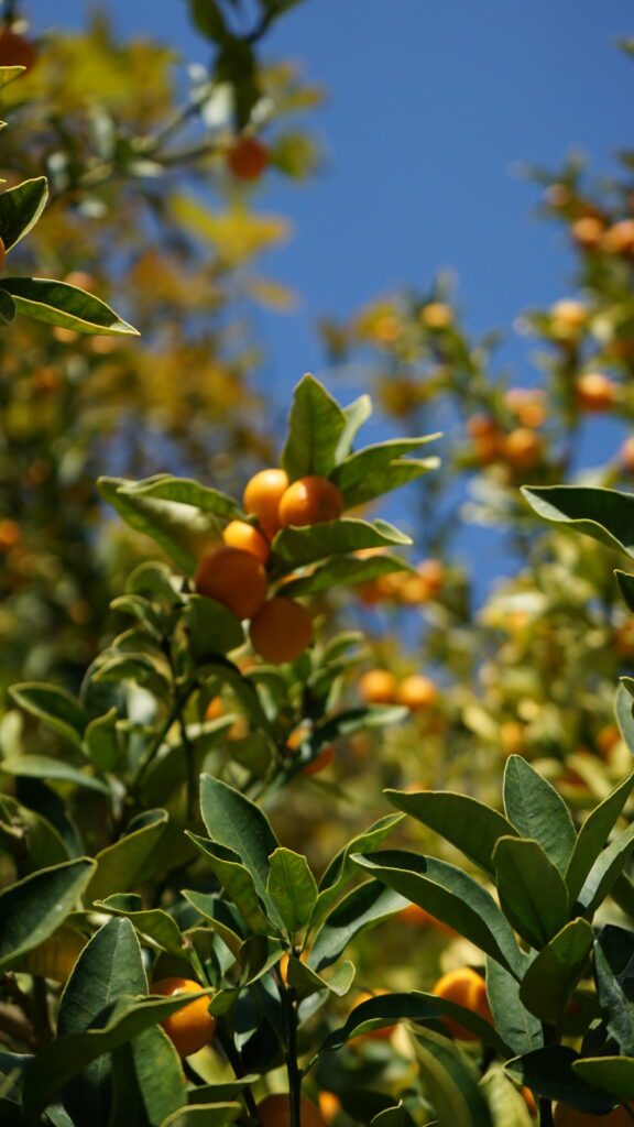 Leaves with citrus hanging low