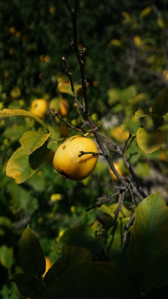 Lemon hanging from a tree