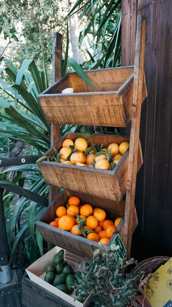 A display of Citrus fruit at Maison Gannac Nursery in Menton France