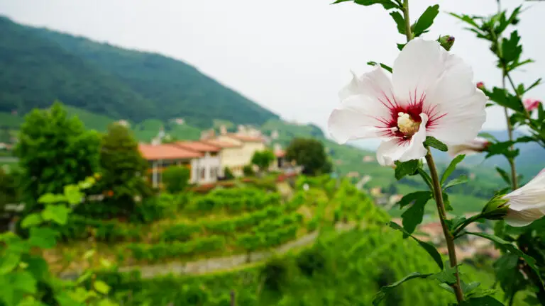 Landscape picture with a close up of a flower