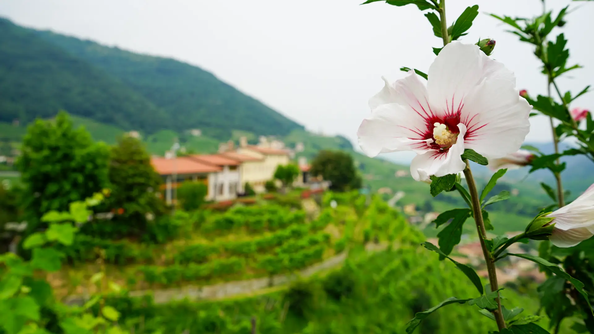 Landscape picture with a close up of a flower with the prosecco hills in the background