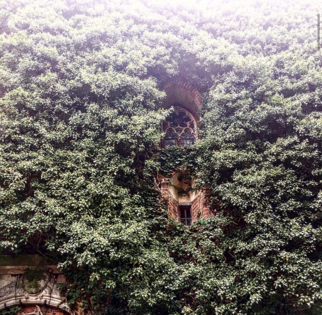 Malbork Castle wall covered in vine