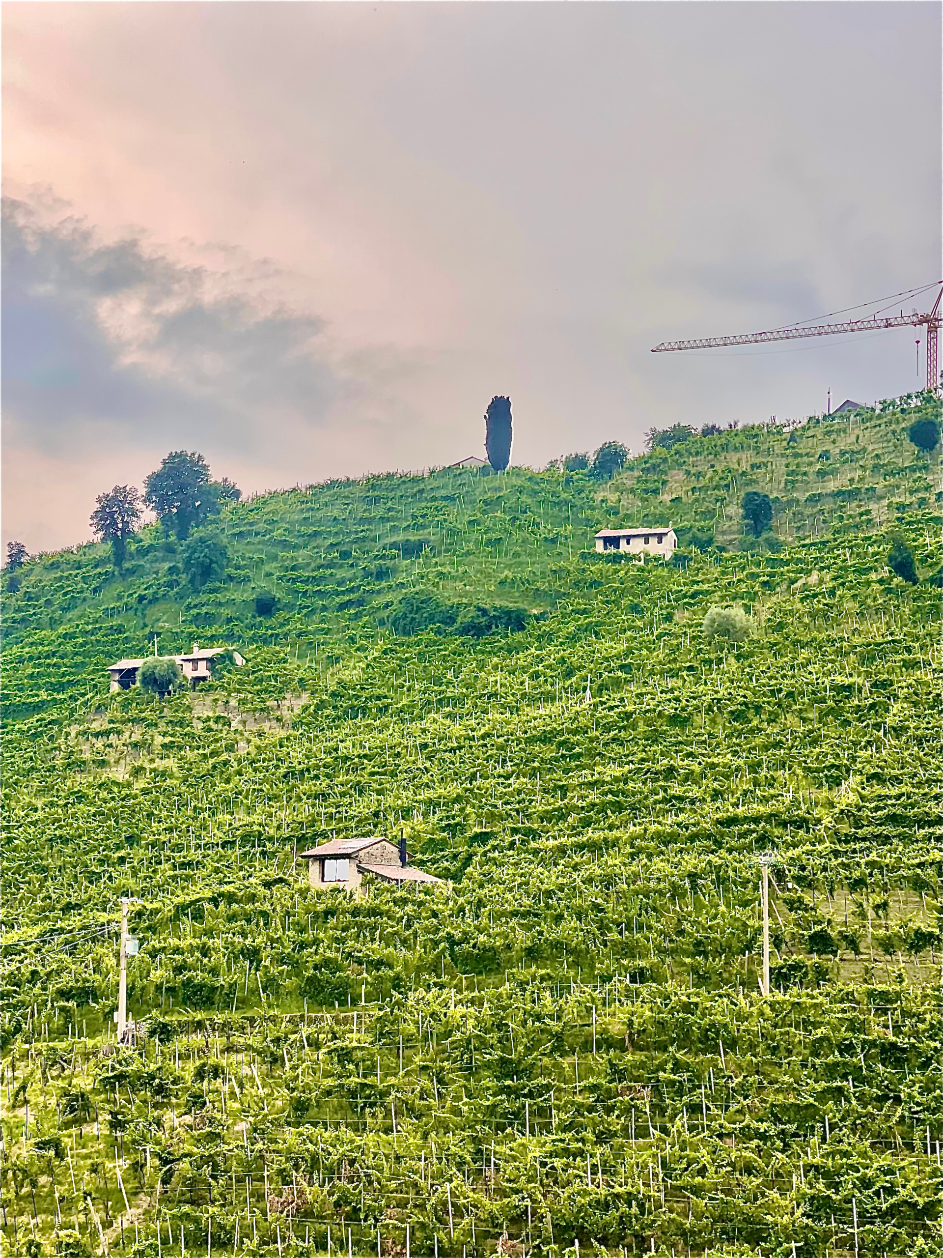 vineyards stretch across the photo with a sun peeking through the clouds in Valdobbiadene Italy on An ebike adventure to the prosecco hills