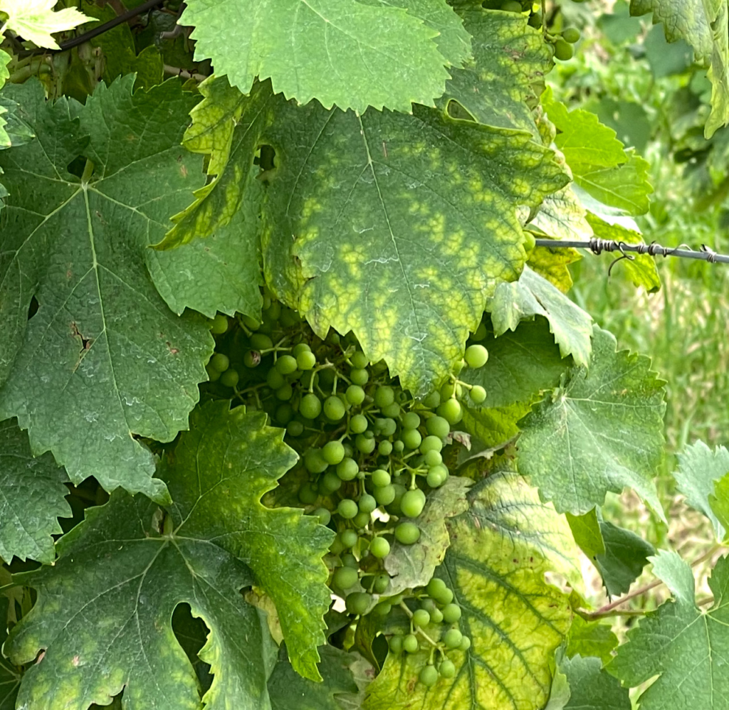 The famous Glera grape ripe and green in the summer time at the Prosecco Hills