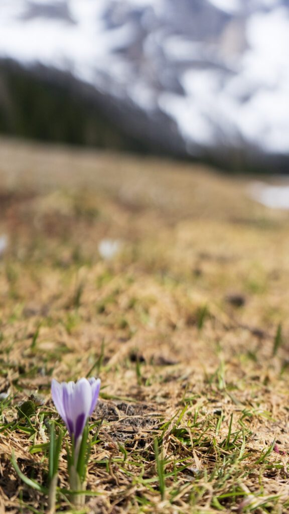 Purple Wildflower close up in the Dolomites