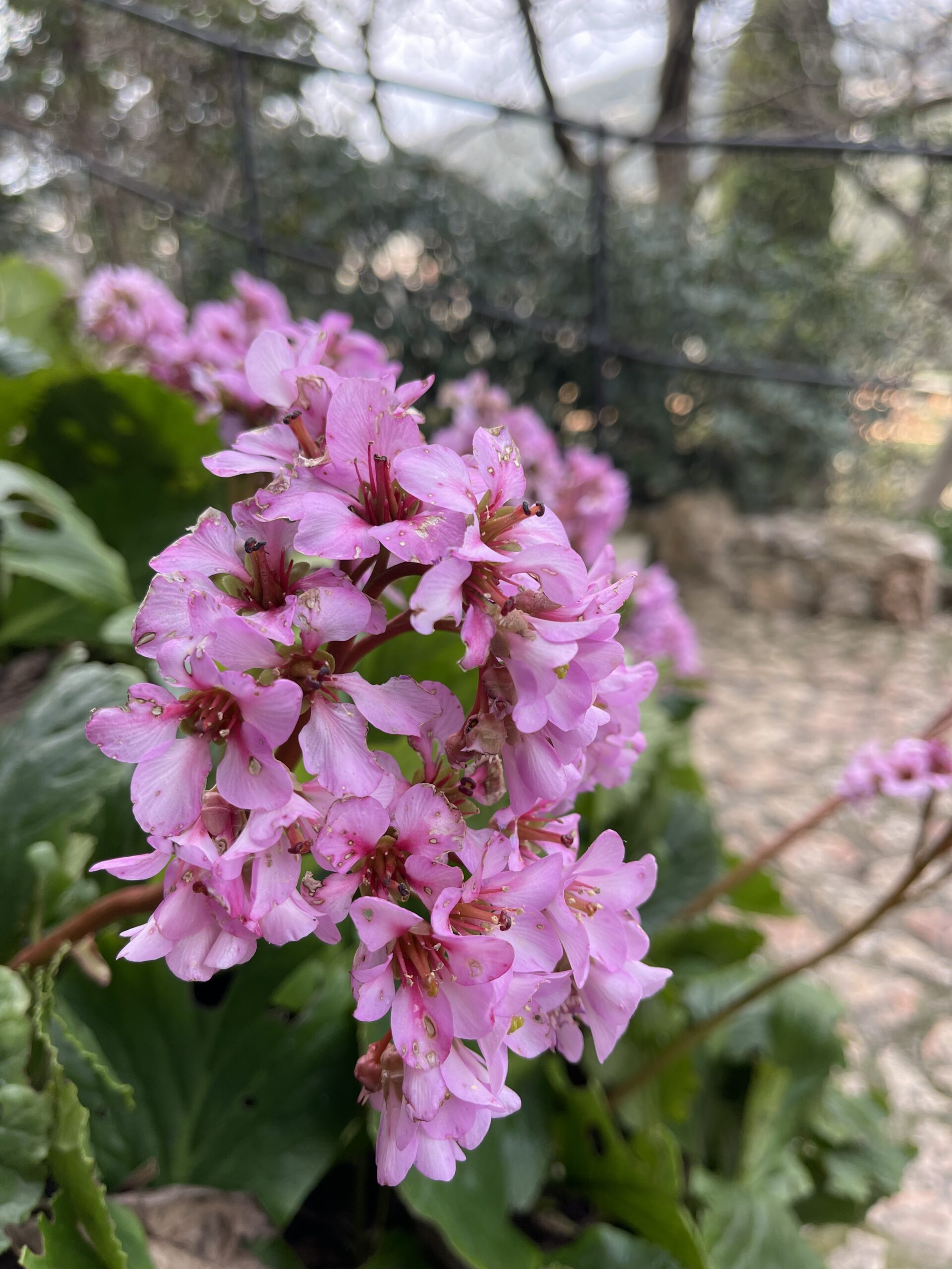 beautiful flowers in the gardens at the top of eze. They are vibrant pink