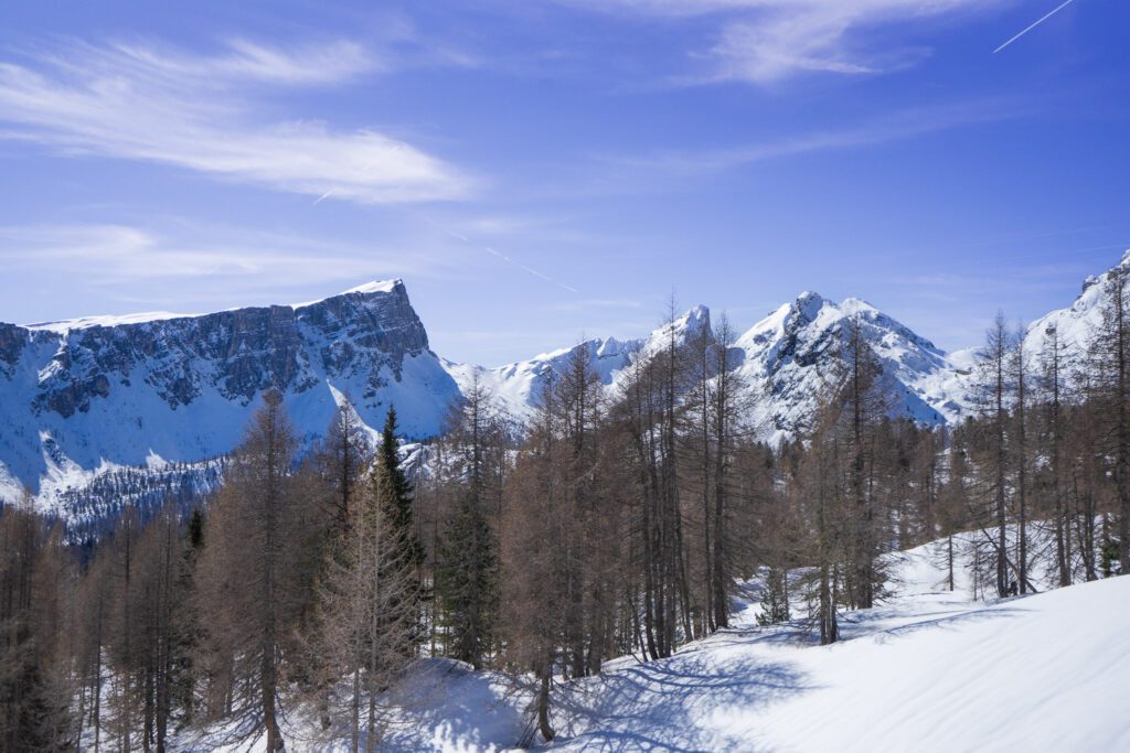 Larches in a meadow near Cinque Torri