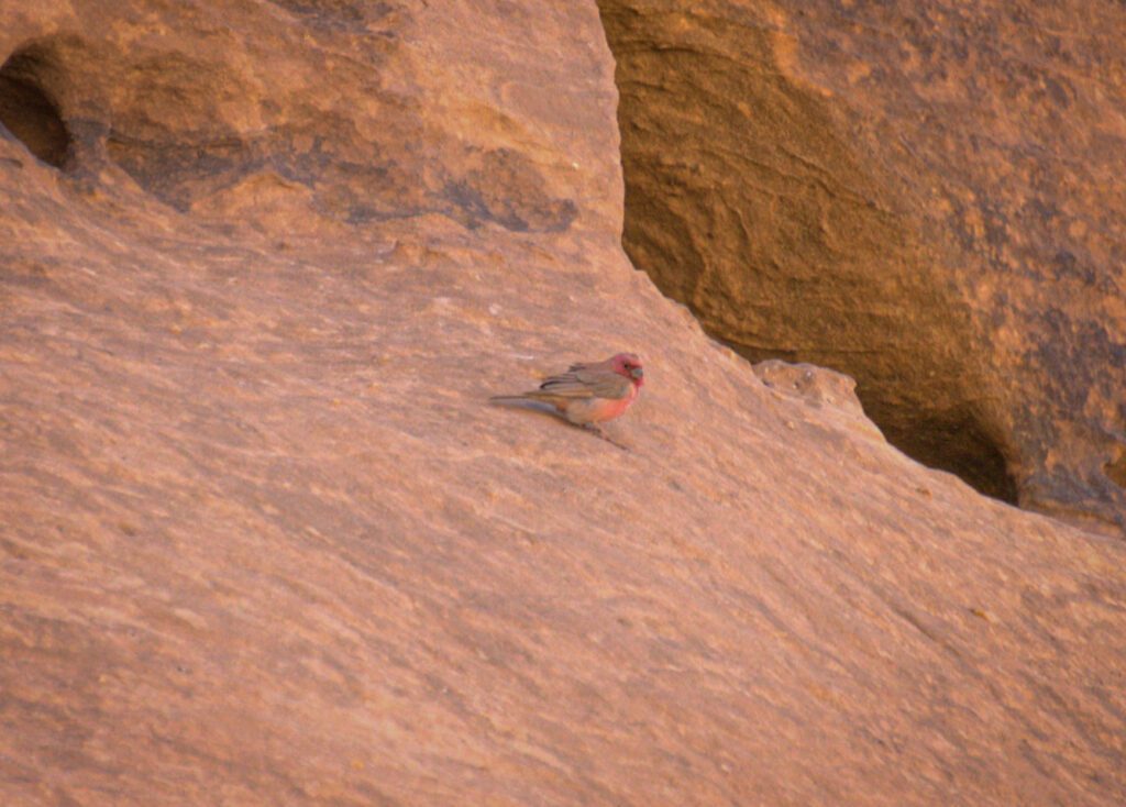 The national bird of Jordan, Sinai rosefinch with it's pink throat and belly sitting on a rock in Wadi Rum