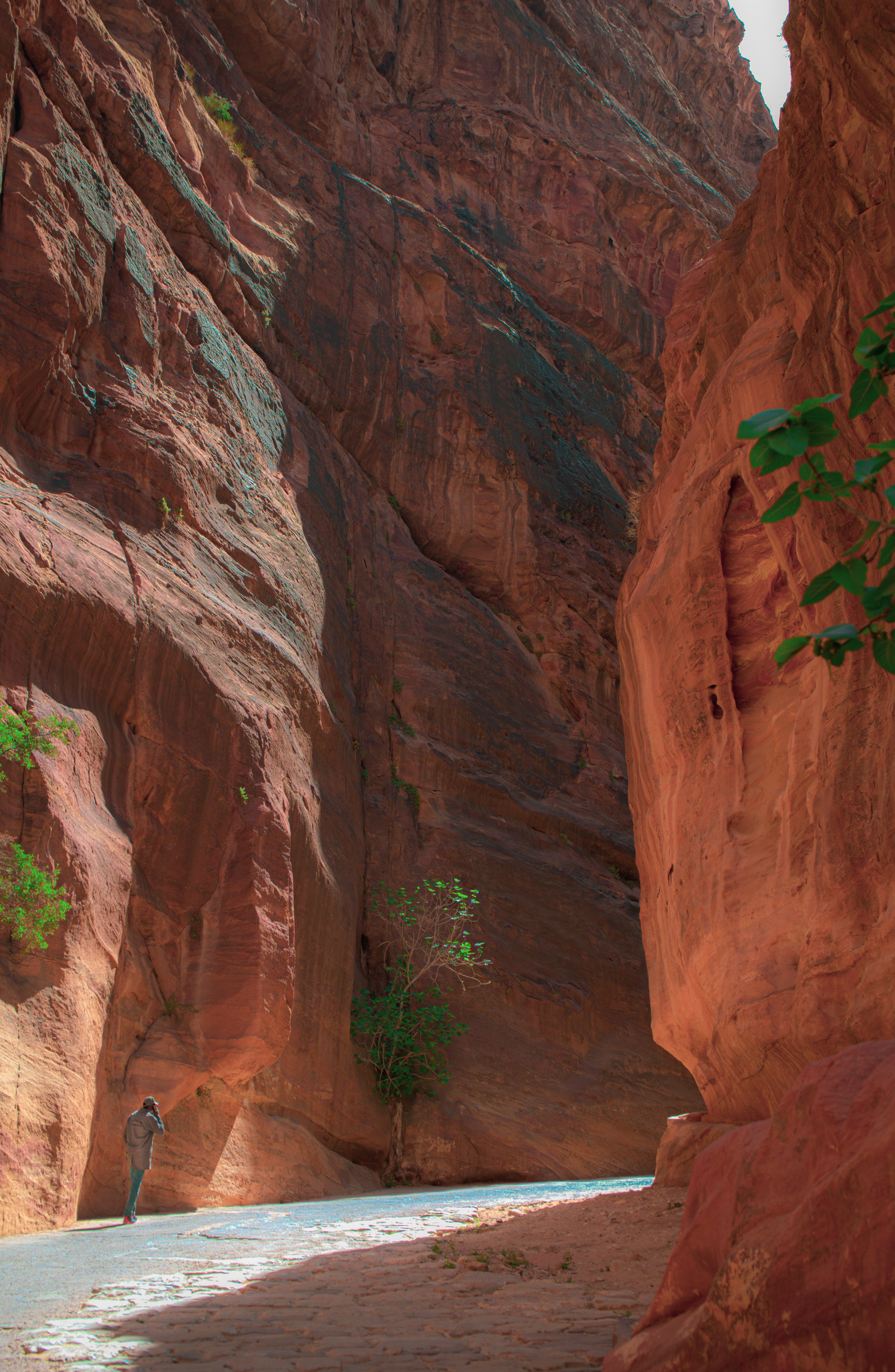 The siq in petra in early morning light with light sandstone colors popping through