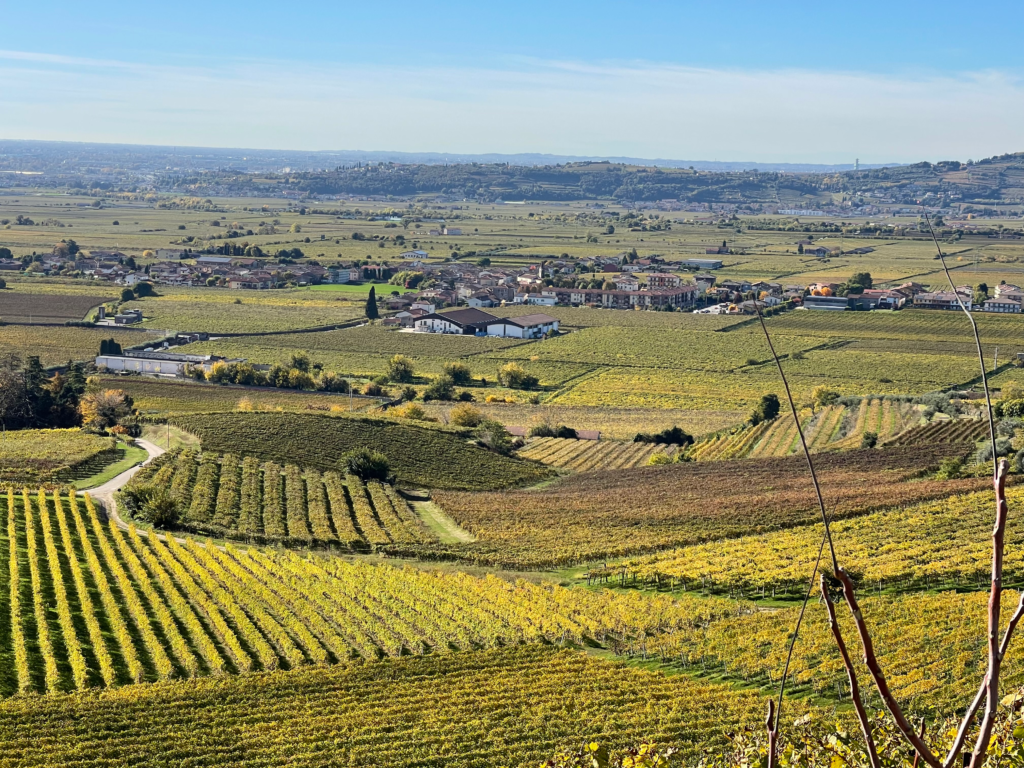 Arial view of vineyards in Soave, Italy set against the blue sky.