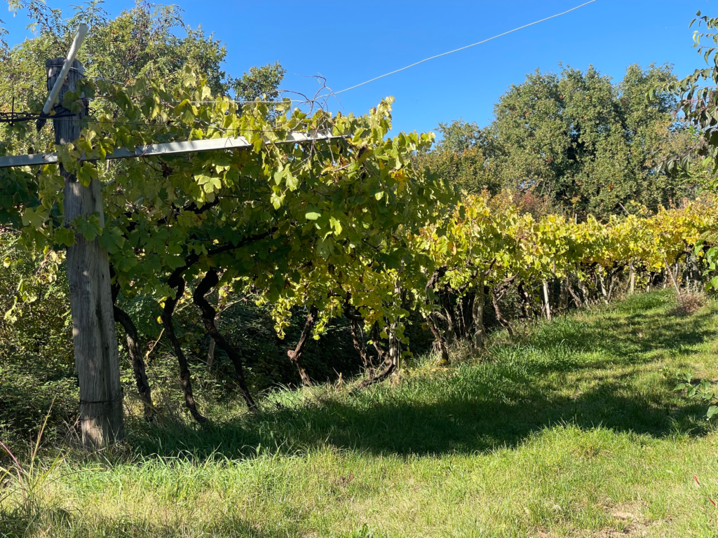 A green vineyard in Soave on a bright fall day