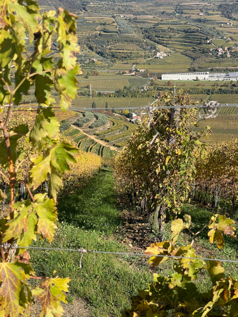 vineyards stretch down the hillside on the strada delle vino soave