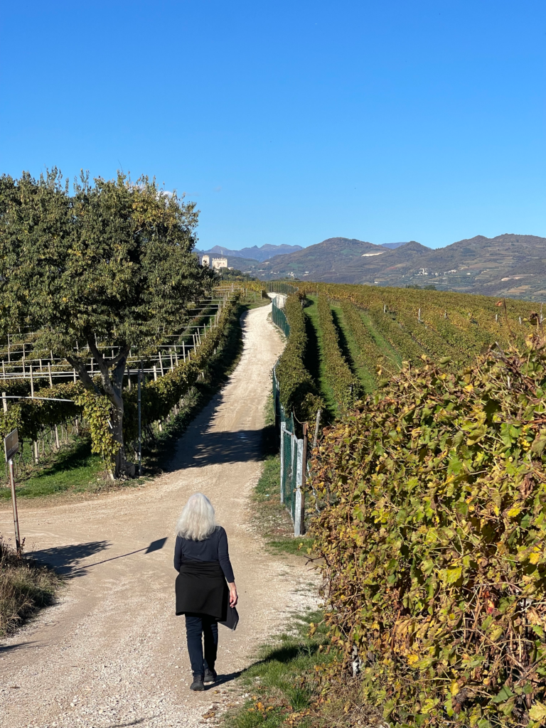Woman in all black with grey hair walking a path lined with vineyards in Soave, Italy