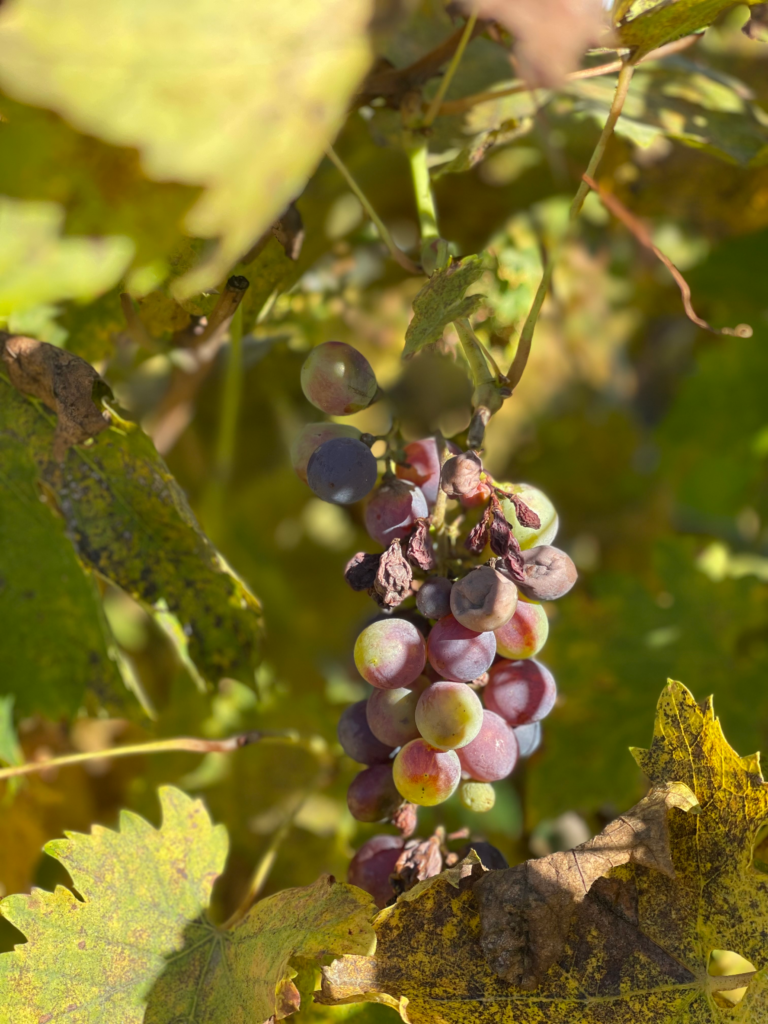 Ripened grapes growing on vines in Soave on the la vecia via della lana in Soave, Italy