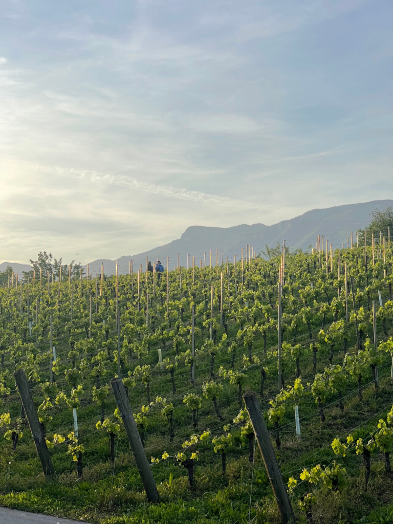 Sunset over a lush green vineyard at Luppoland