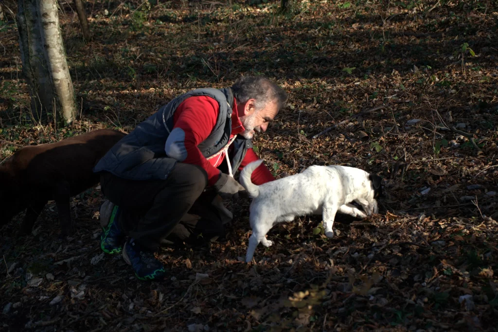 a man in a red shirt and a blue puffer jacket kneels next to boss a white dog as he digs for truffels