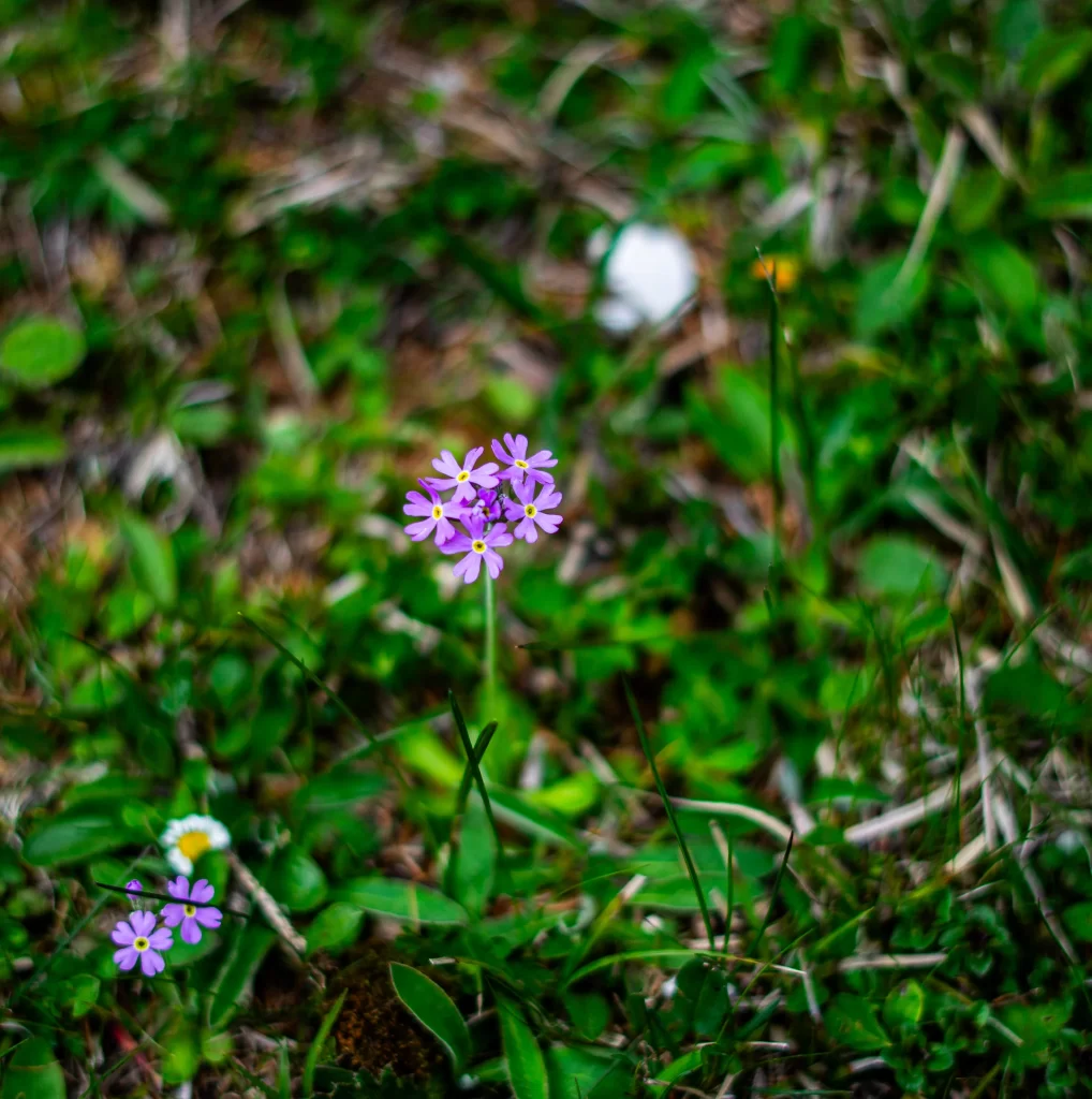 A close-up of delicate purple alpine flowers blooming in a grassy meadow in Val Venegia, capturing the vibrant spring flora along easy Dolomite hiking trails.