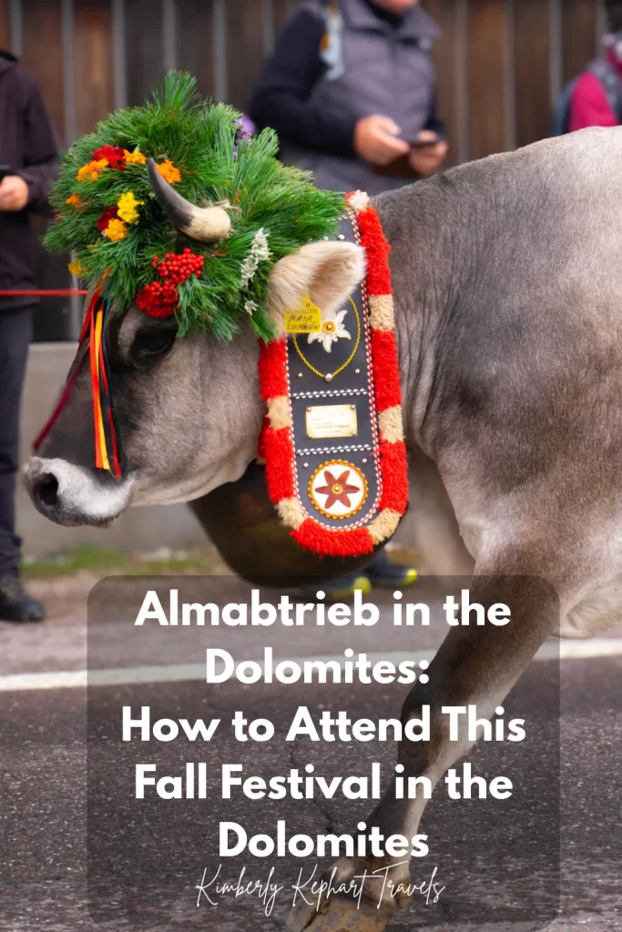 Cow with flower crown that has greenery with red, yellow and white flowers the text says Almabtrieb in the Dolomites How to Attend this Fall Festival in the Dolomites! 