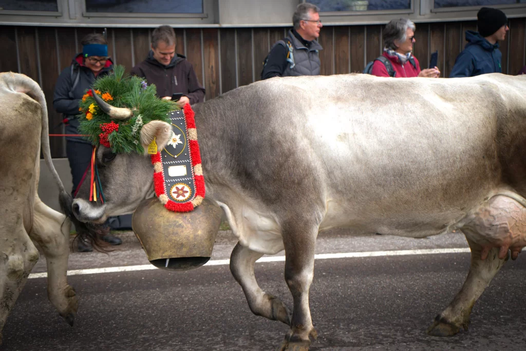 A grey cow with a flower crown and a leather strap with embroidered flowers on it and a bell at the cattledrive/transhumanse festival in Compatsch