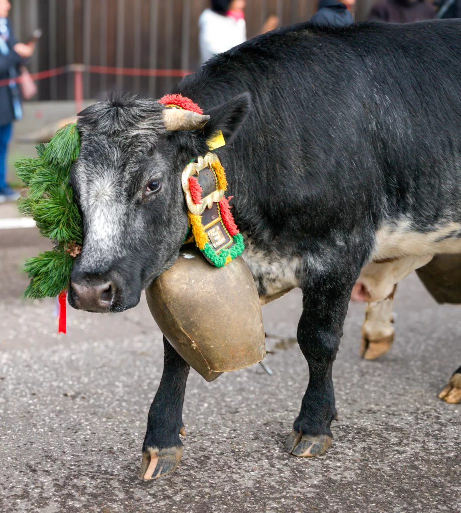 A black cow with an embroidered collar in red, yellow, blue and green walks by a group of people in Compatsch, Italy.