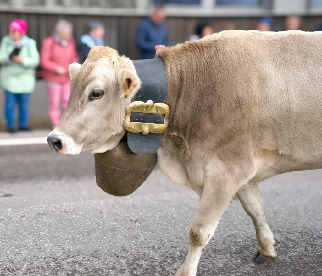 A brown cow with a big bell on it's neck walking by passerbys