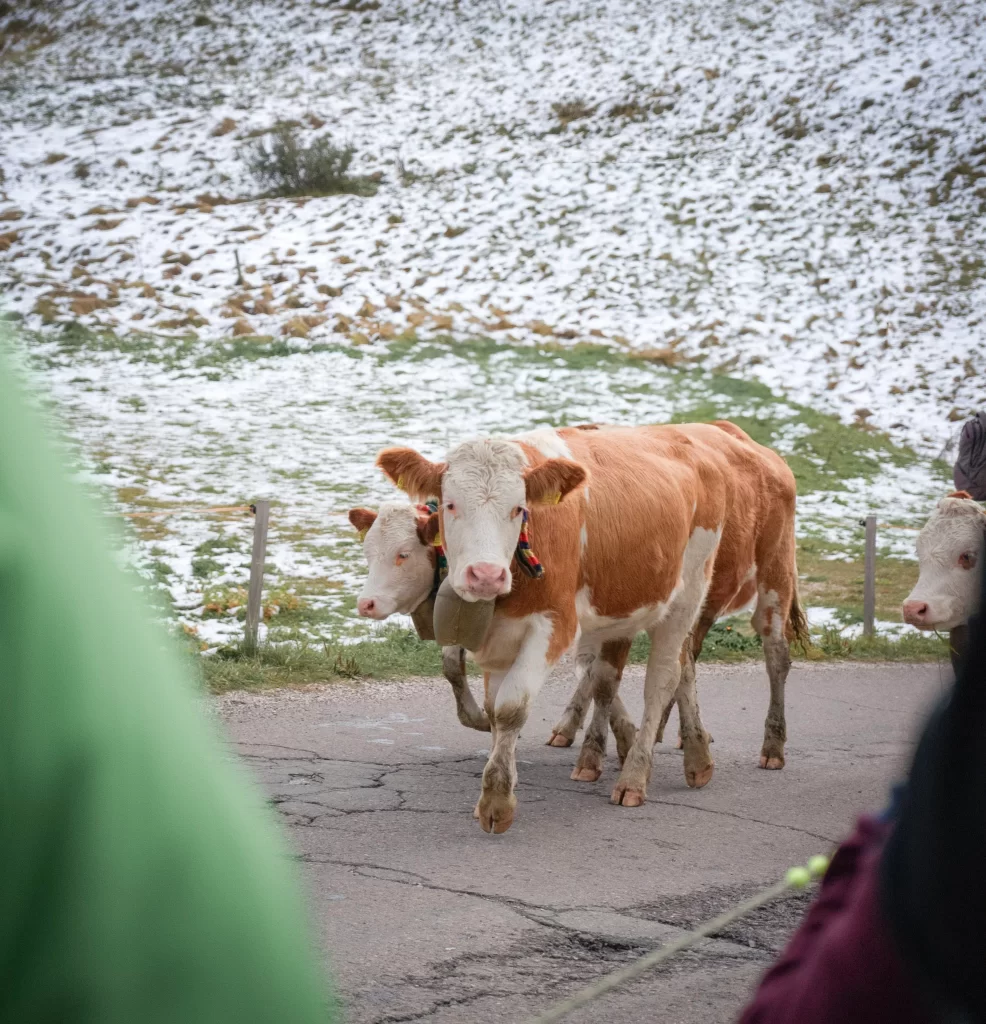 A brown and white cow with a big bell near it's neck is walking down a road with a snowy pasture in the back during an almabtrieb in the Dolomites