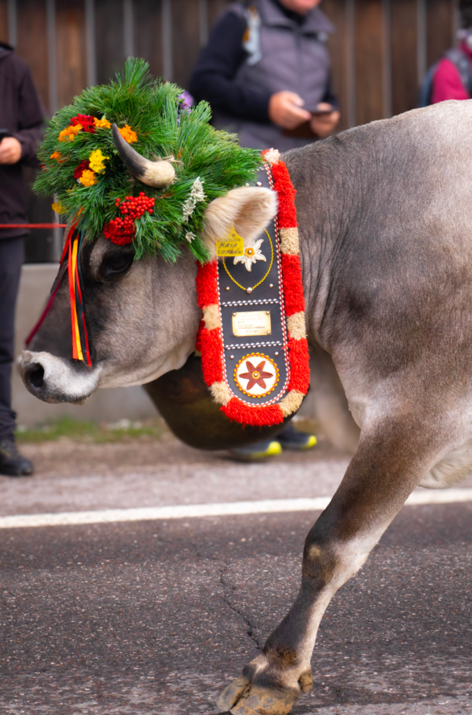 A grey Cow in a decorative headpiece that is green florals with red and yellow flowers coming down the mountain for the winter 
