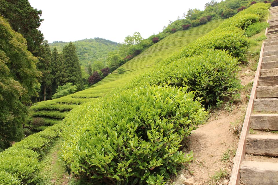 stairs leading up the terraced rice fields