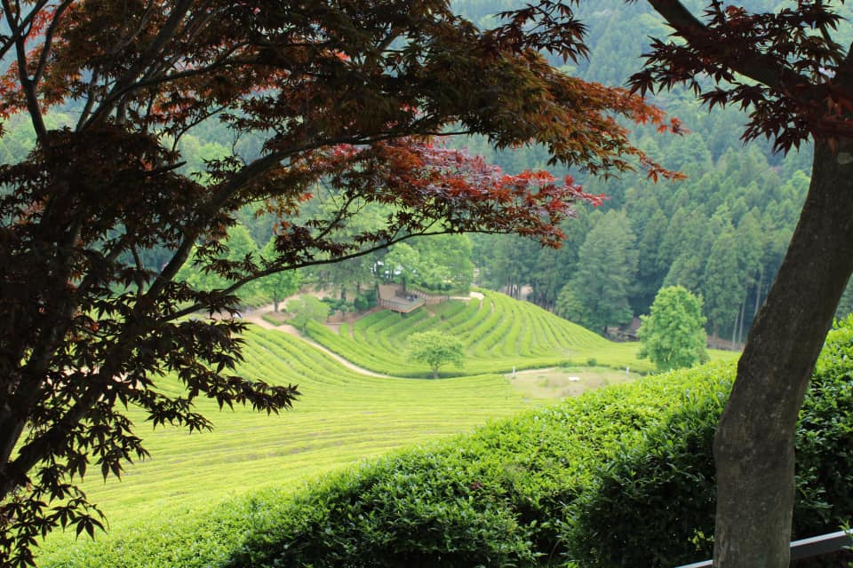 Boseong Green Tea Field Observation point with views of terraced rice fields at Daehan Dawon