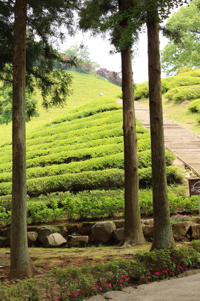 tall trees protect the boseong tea fields from the wind on the coast