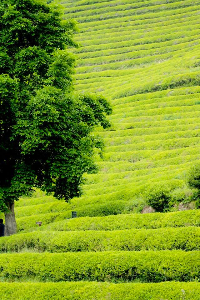 Vibrant green terraced rice fields of Daehan Dawon or Boseong Tea Fields