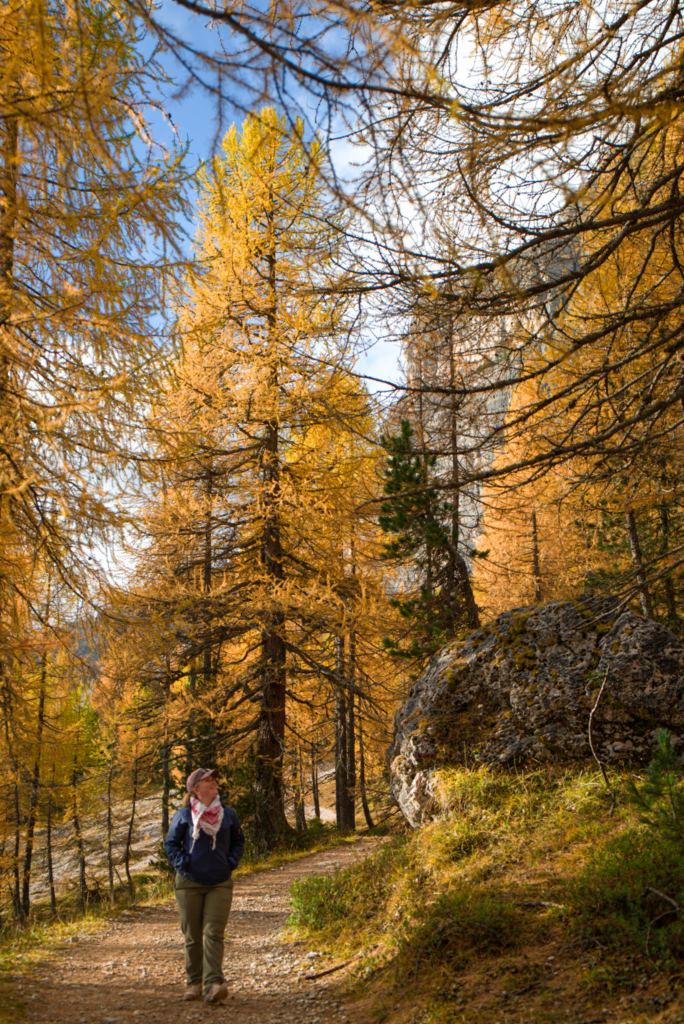 A hiker walks along a sunlit forest trail surrounded by golden larch trees during peak fall foliage on the way to Croda da Lago in the Dolomites. A large mossy boulder rests beside the path, with vibrant autumn colors and a clear blue sky overhead.