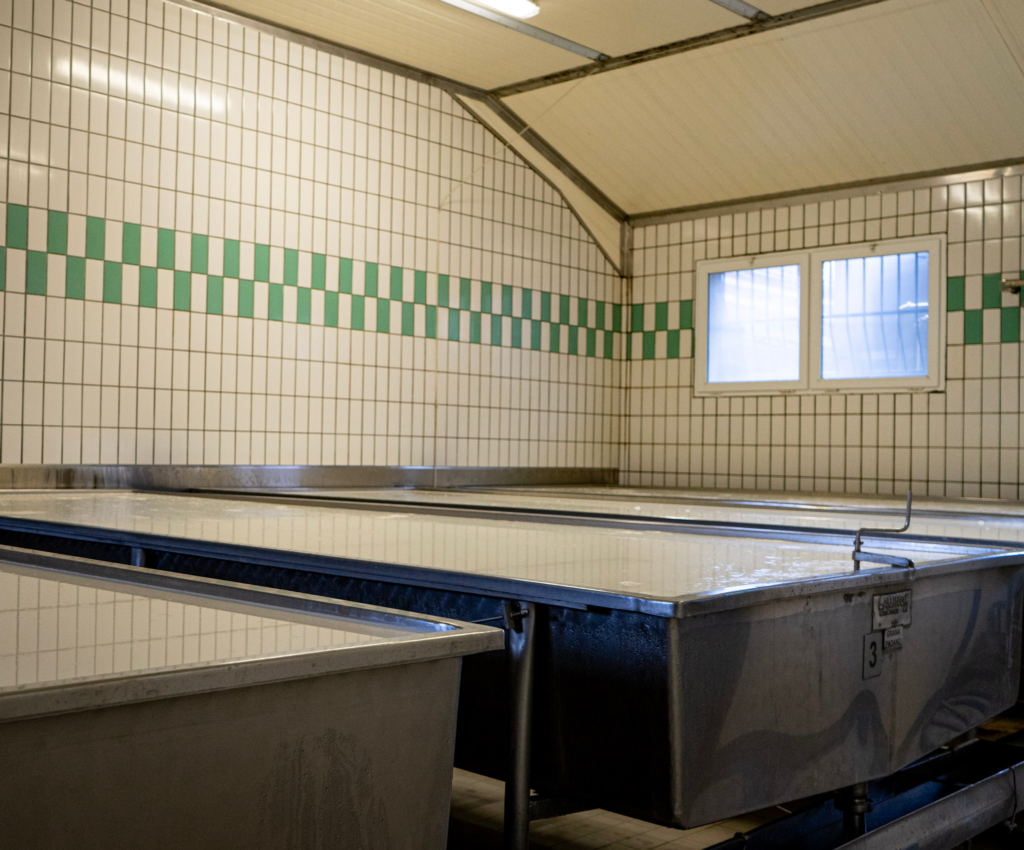 Milk pastuerization tanks in a bright lit room sit to head to the next stage of the Asiago cheese making process.