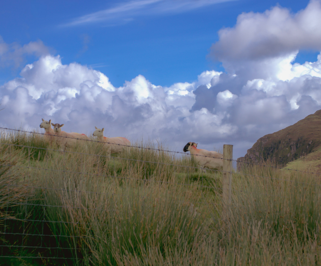 three sheep peer their head over the hedges and a fence on the Donegal way in Donegal Ireland