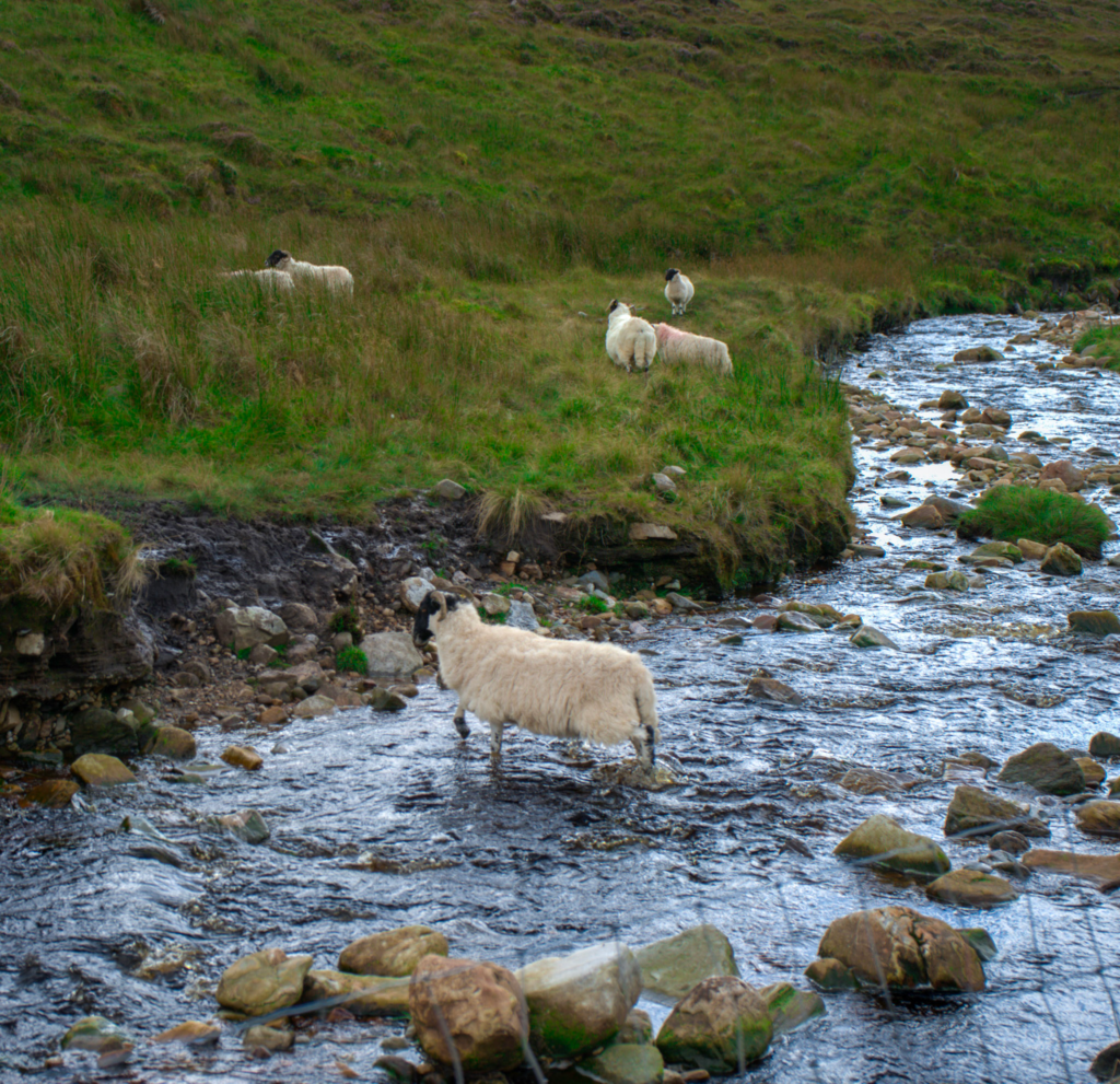 a sheep in the middle of a river looking at the camera on the Donegal Way in Donegal Ireland