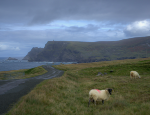 Sheep Graze gracefully on a cliffside pasture in Glencolmcille, Ireland