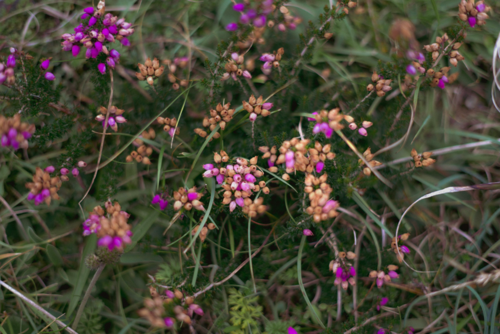 Pink and purple heather on the ground of the Donegal Way