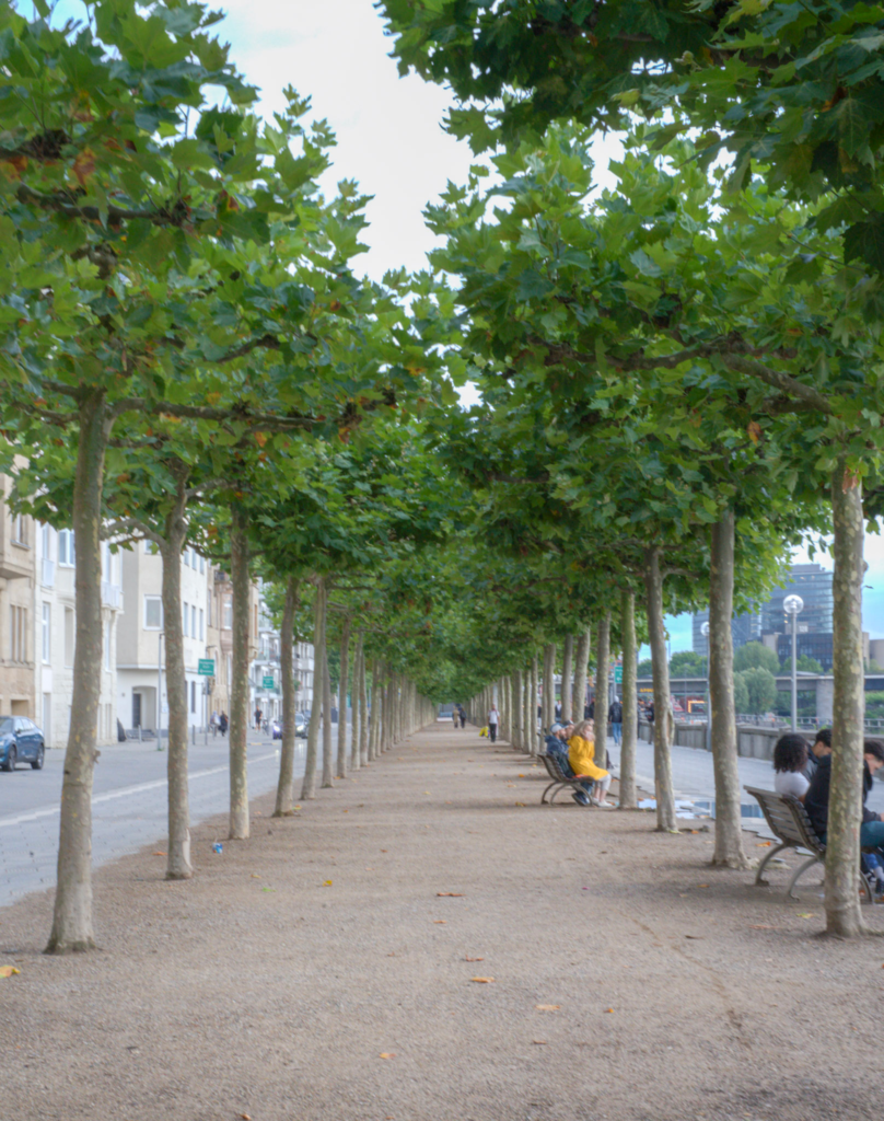Old town Prominade in Dusseldorf lined with trees