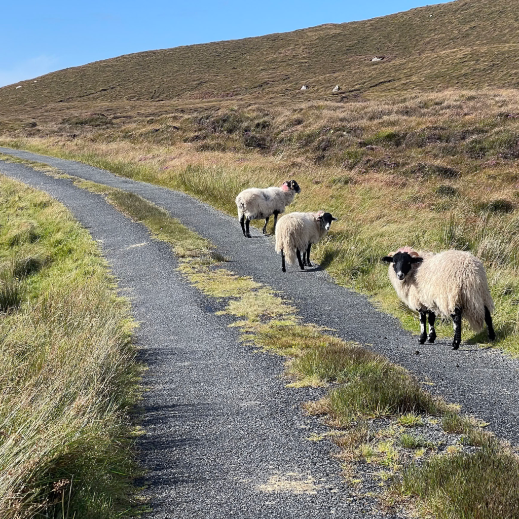 three sheep stare back at camera on the Donegal Way in Donegal County Ireland