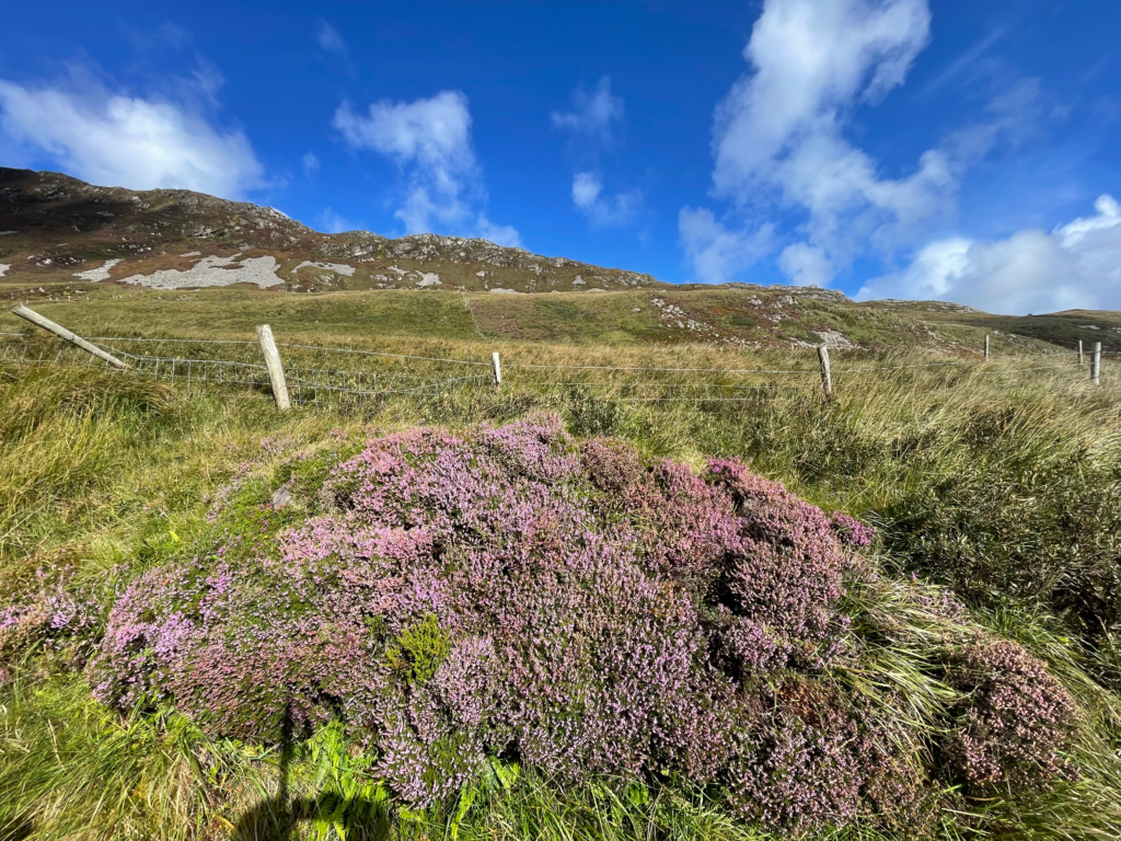Heather on the side of the trail with bright blue skies
