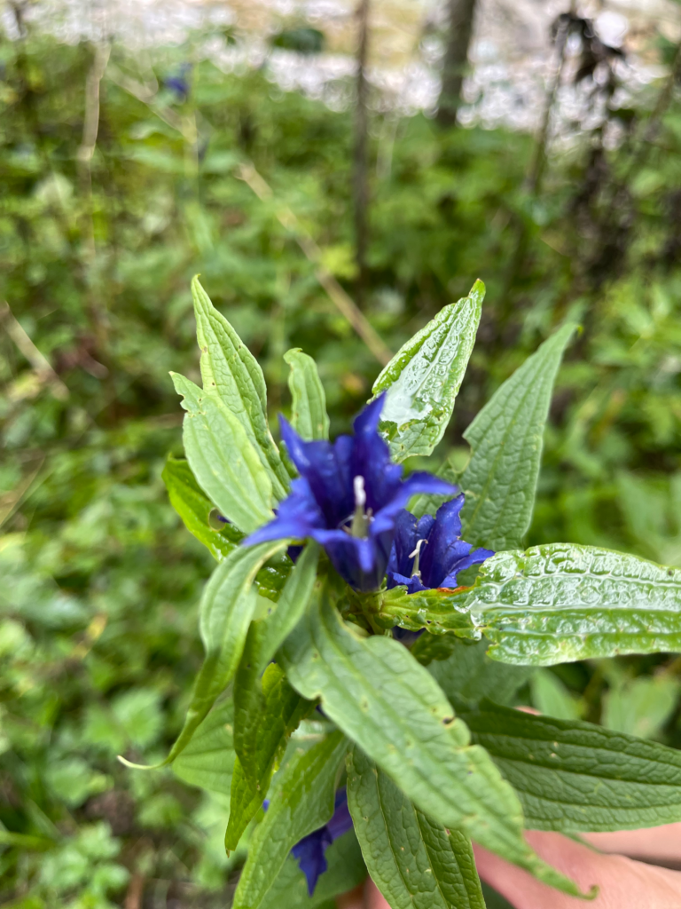 Blue Gentiana blossoms on the trail to Rifugio Calvi it's leaves wet with mist