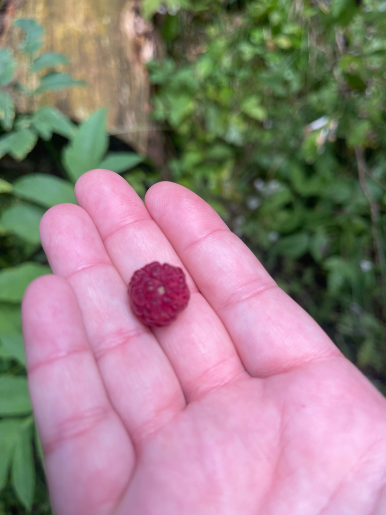 a hand holding a raspberry on the made trek