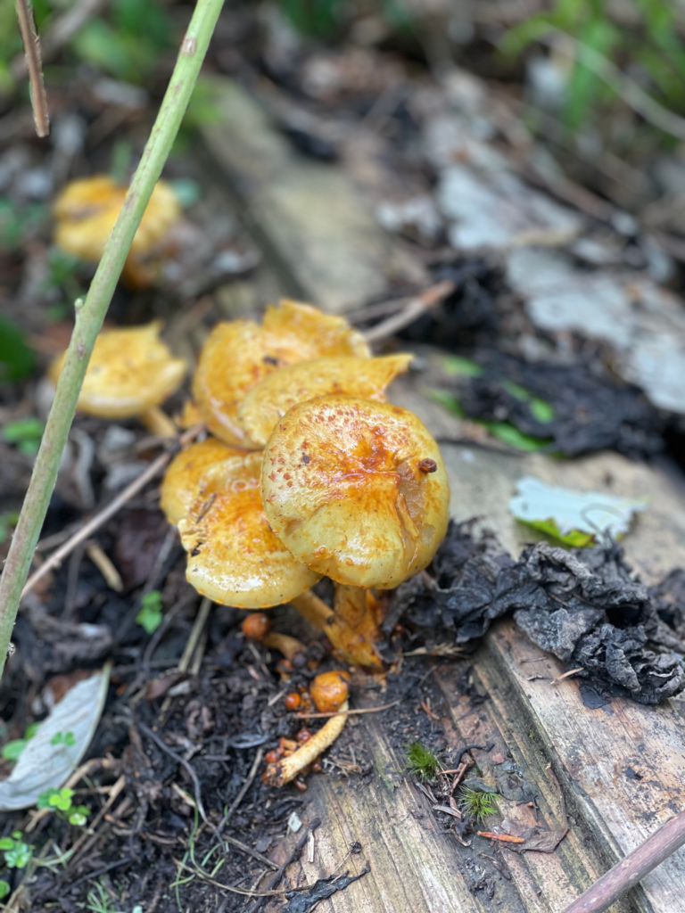 a cluster of orange mushrooms breaks through the soil on the first day of the made trek in Italy