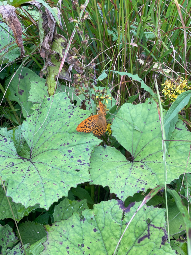 an orange and black butterfly on a green leaf