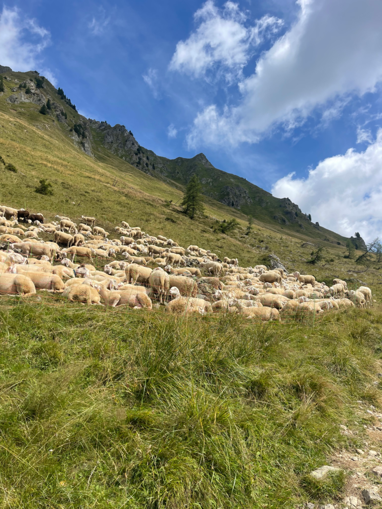 Sheep on the MADE Trek surrounded by green grass